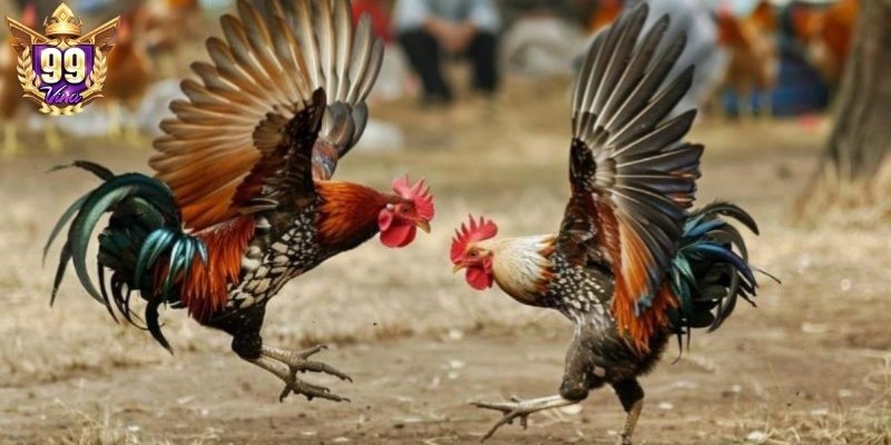 Vốn cược cần được quản lý một cách khoa học, có chiến lược